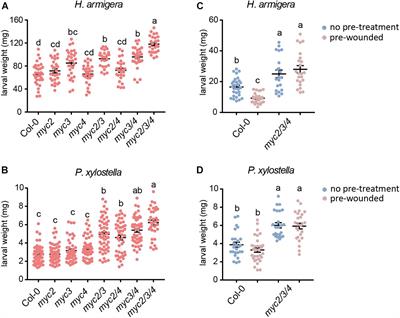 Differential Contributions of MYCs to Insect Defense Reveals Flavonoids Alleviating Growth Inhibition Caused by Wounding in Arabidopsis